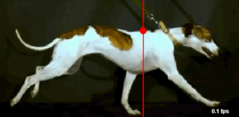 gallop02